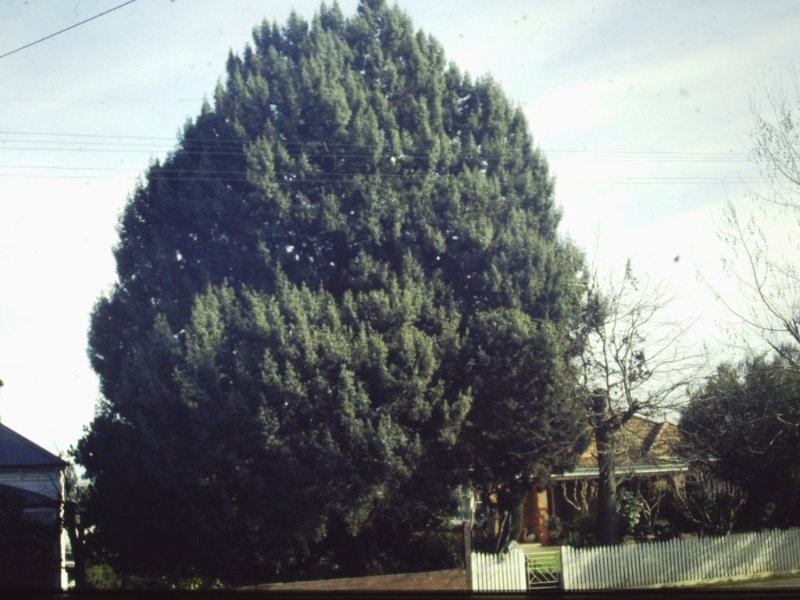 T11470 Juniperus oxycedrus subsp. Macrocarpa