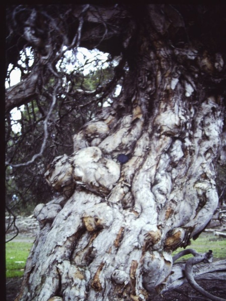 T11751 Melaleuca halmaturorum