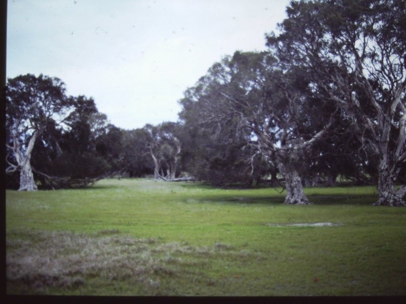 T11751 Melaleuca halmaturorum