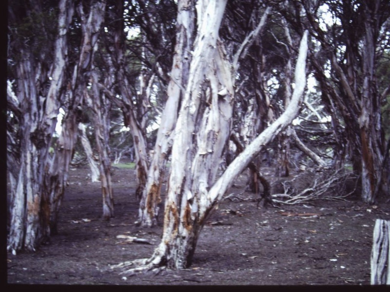 T11751 Melaleuca halmaturorum