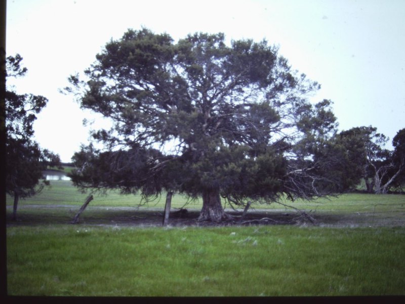 T11752 Melaleuca halmaturorum