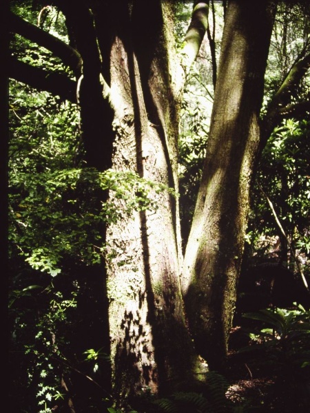 T12020 Nothofagus fusca