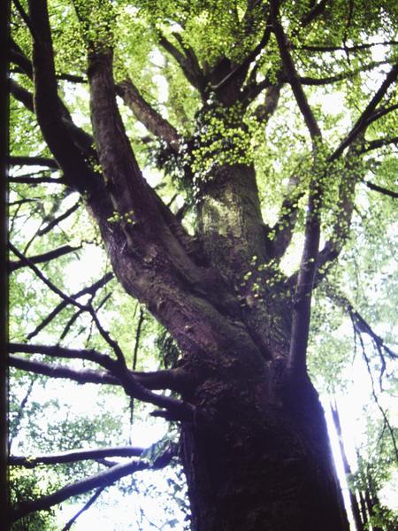 T12020 Nothofagus fusca