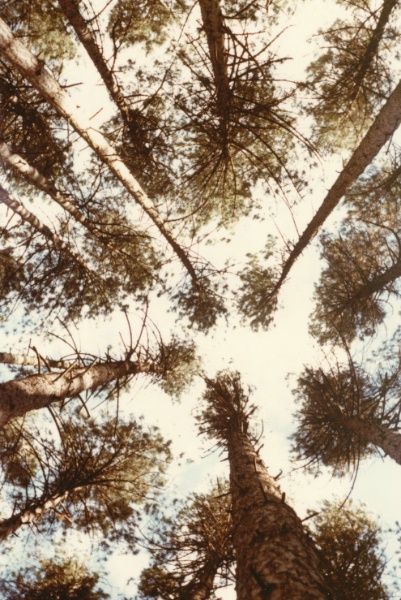 T11429 Pinus nigra var maritima