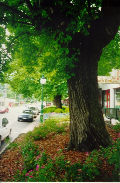 Healesville Street Trees