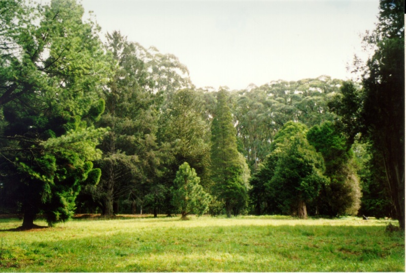 Mt Dandenong Arboretum