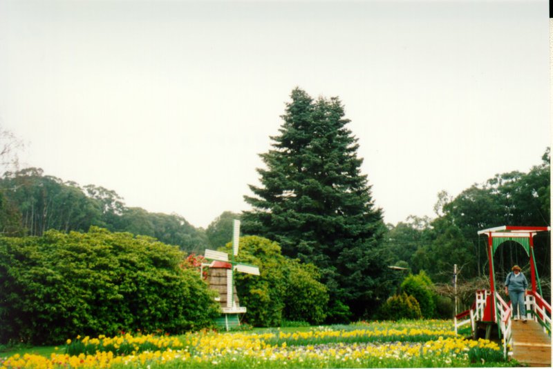 Tesselaar's Nursery