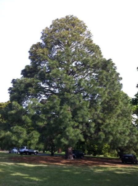 T11895 Pinus roxburghii