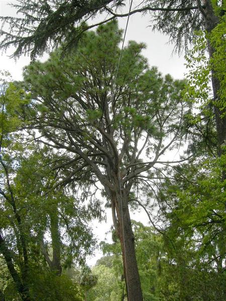 T11910 Pinus palustris