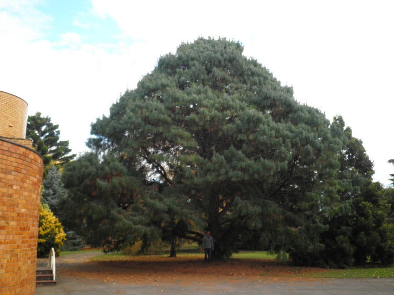 T12154 Pinus patula