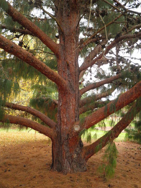 T12154 Pinus patula