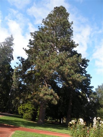 T11294 Pinus ponderosa
