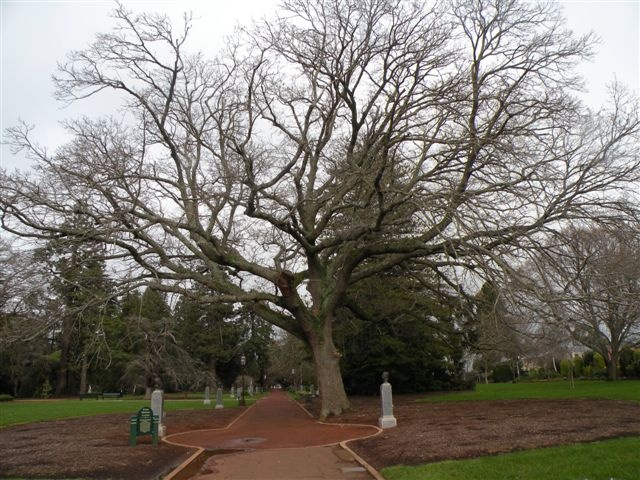 T11297 Quercus cerris