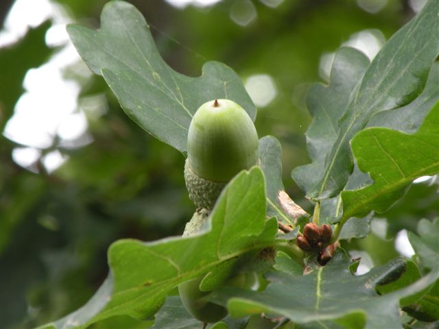 T11298 Quercus robur