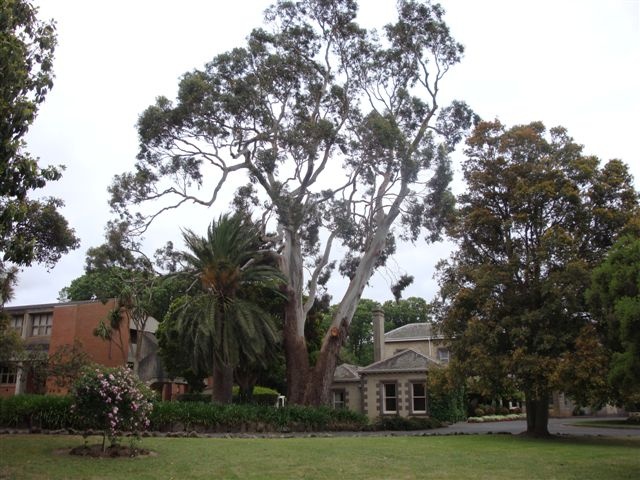 T12153 Eucalyptus viminalis subsp. viminalis