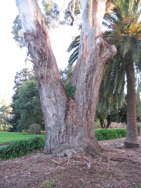 T12153 Eucalyptus viminalis subsp. viminalis