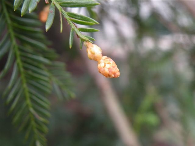 T11299 Sequoia sempervirens