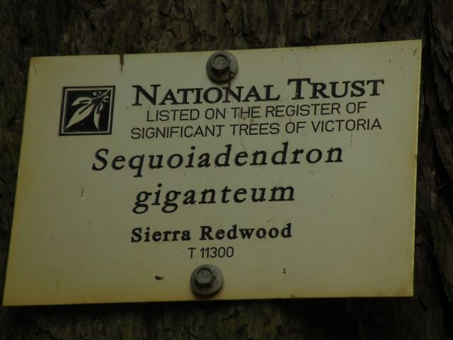 T11300 Sequoiadendron giganteum