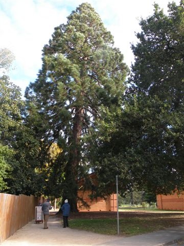 T11300 Sequoiadendron giganteum