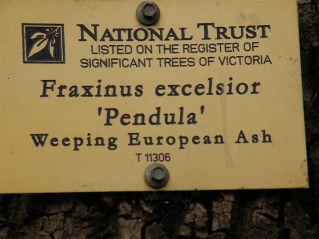T11306 Fraxinus excelsior 'Pendula' plaque