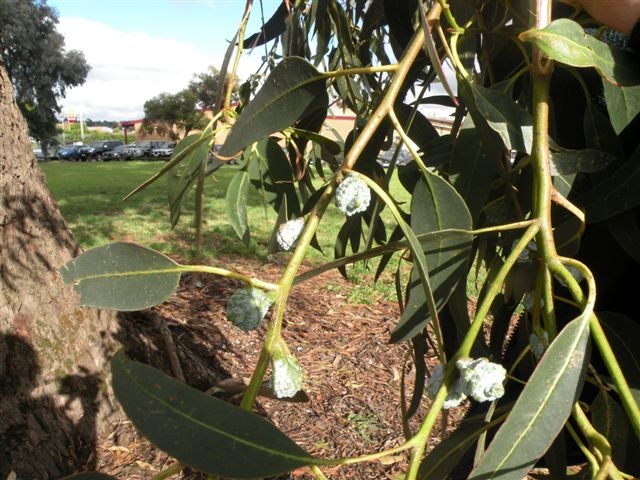 T11311 Eucalyptus globulus subsp globulus