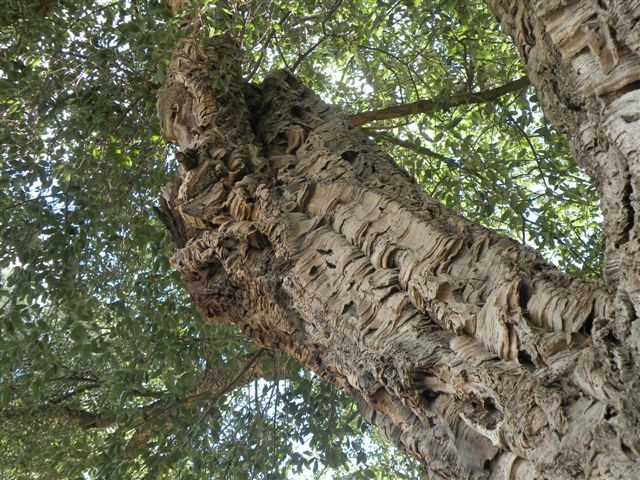 T 11317 Quercus suber trunk