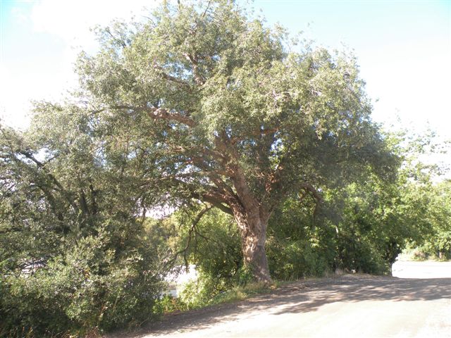 T11317 Quercus suber