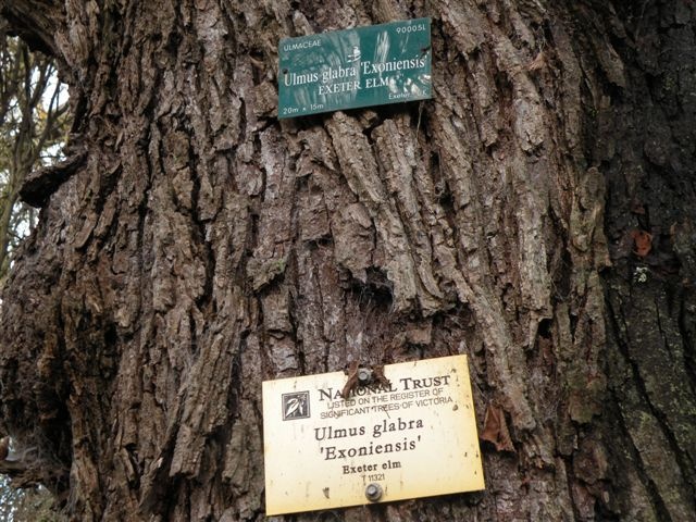 T11321 Ulmus glabra 'Exoniensis' trunk and sign