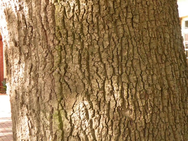 T11325 Quercus robur