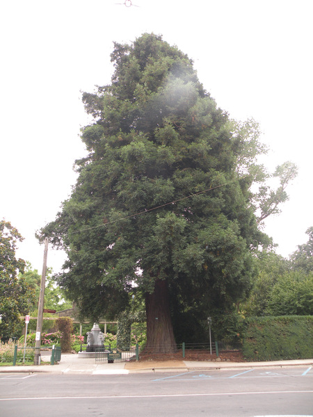 T11299 Sequoia sempervirens
