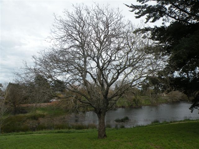 T11435 Acer opalus subsp. obtusatum