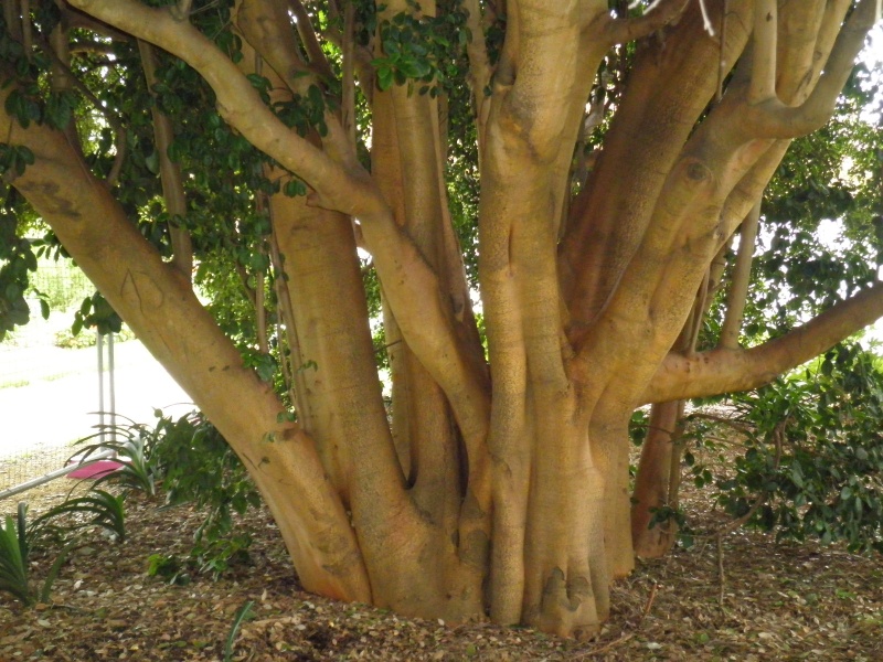 T11240 Elaeodendron croceum