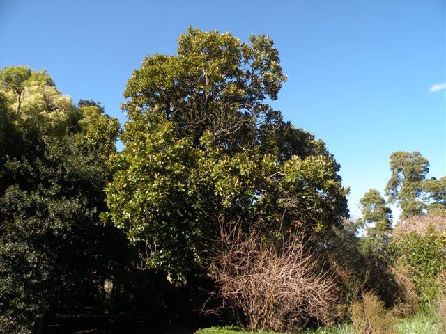 T11438 Magnolia grandiflora