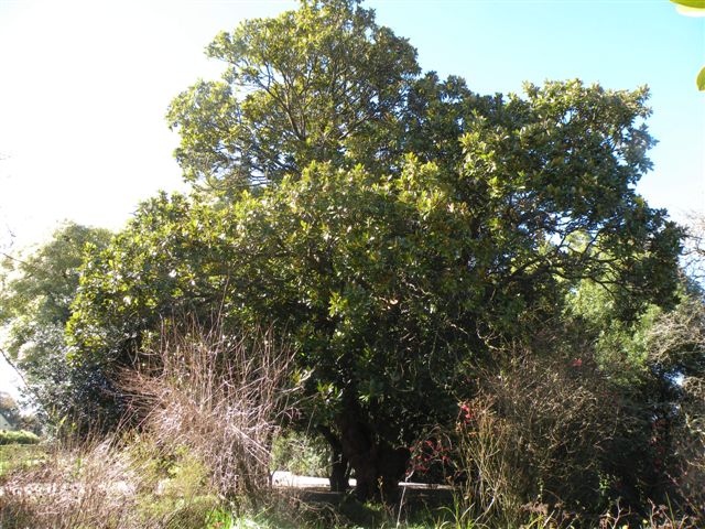 T11438 Magnolia grandiflora