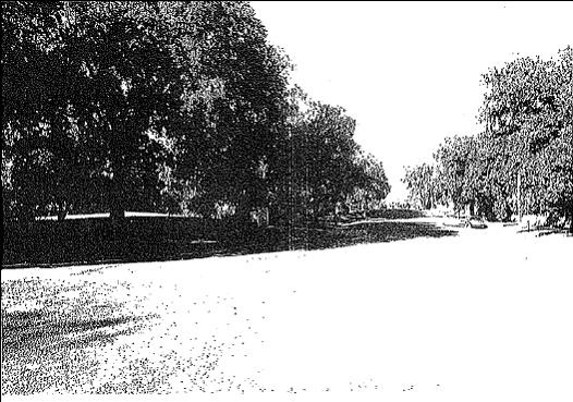 The leafy path of Barkly Street, as it crosses Barkly Terrace