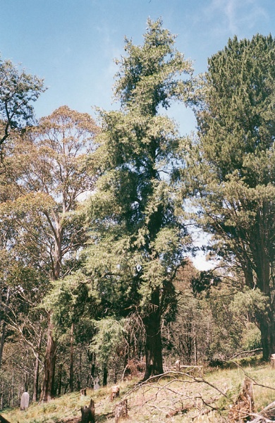 T12093 Pinus lambertiana