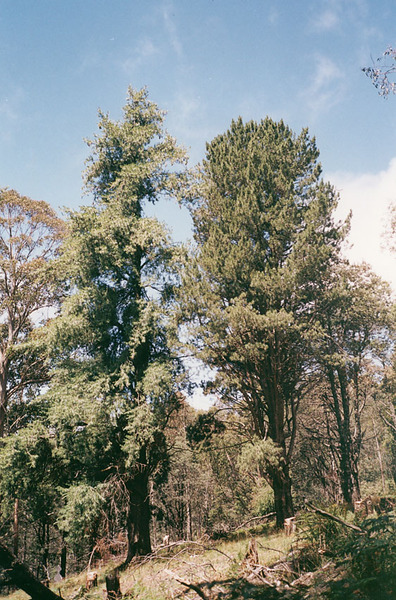 T12093 Pinus lambertiana