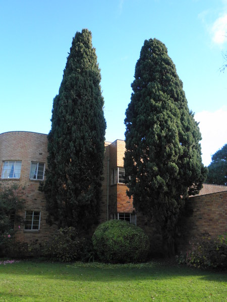 T12160 Cupressus sempervirens var.sempervirens