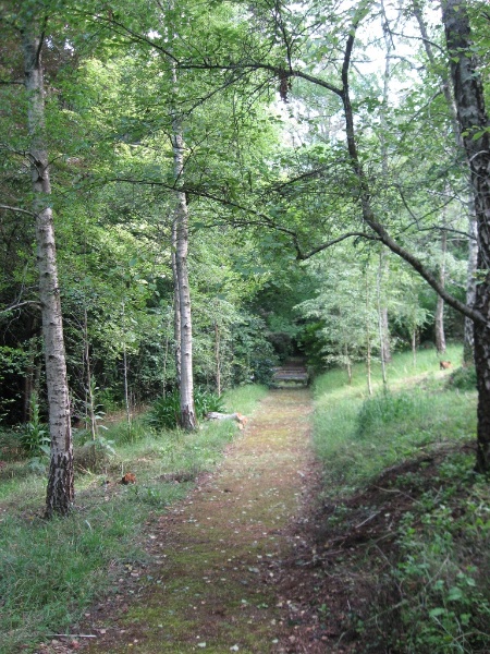 lower terrace birch walk 2011