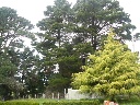 Smythes Creek School Pine trees.jpg