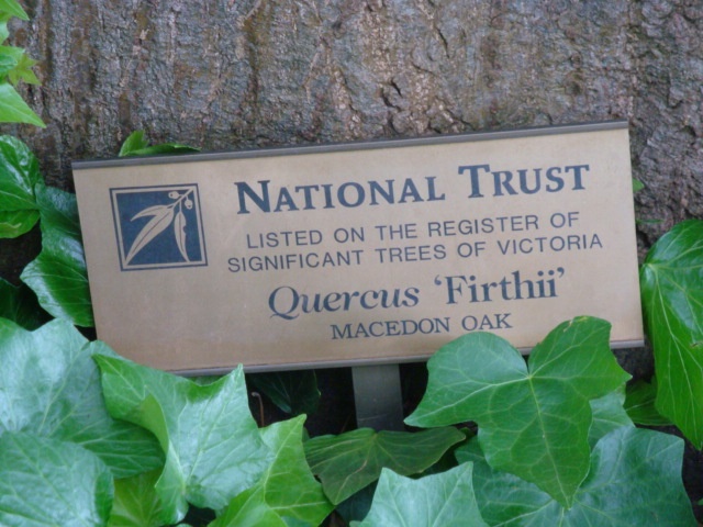 T11508 Quercus Plaque