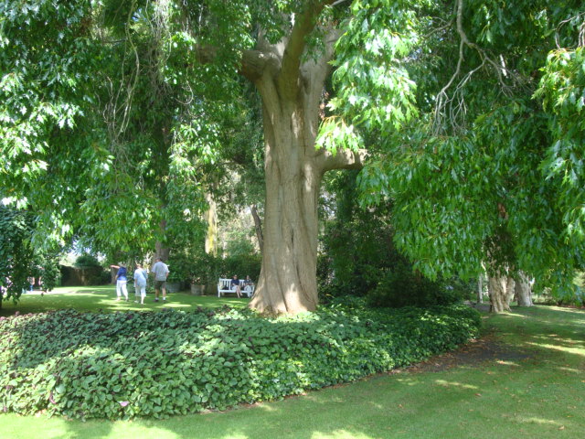 T11508 Quercus Trunk