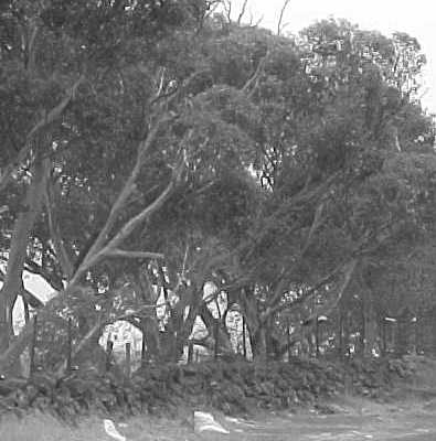 Site 030 - Mt Derrimut dry stone wall.jpg