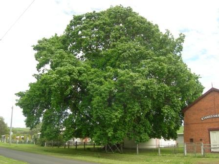 T12161 Quercus robur