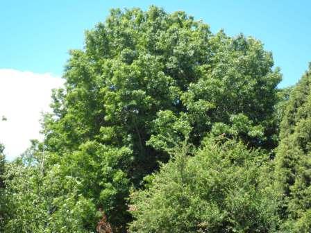 T12165 Quercus palustris