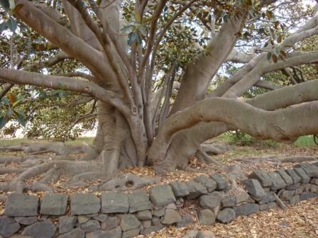 T11238 Ficus macrophylla