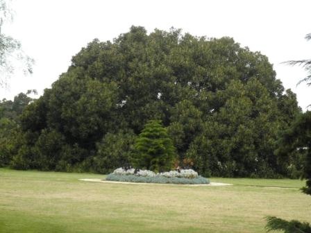 T11238 Ficus macrophylla