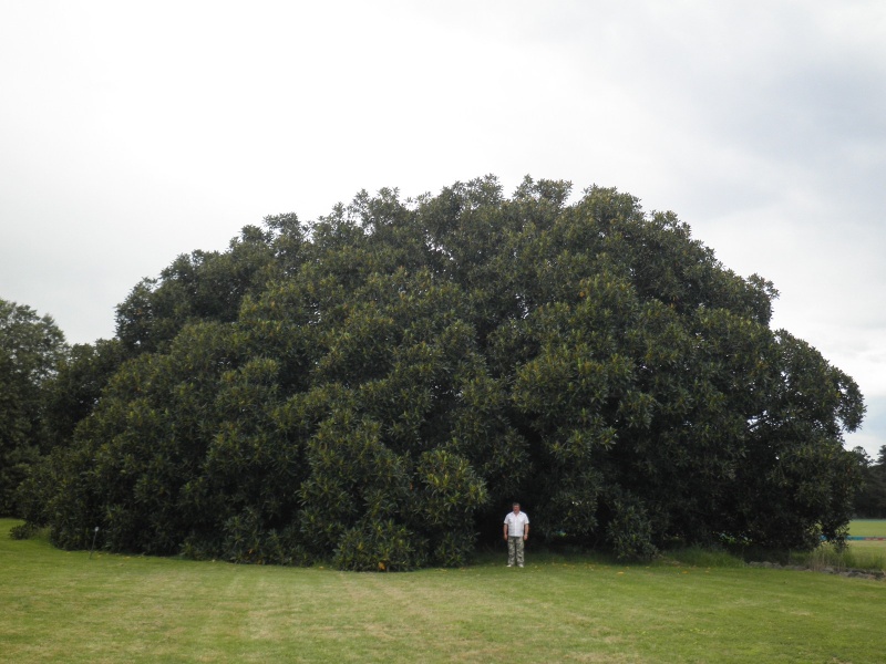T11238 Ficus macrophylla