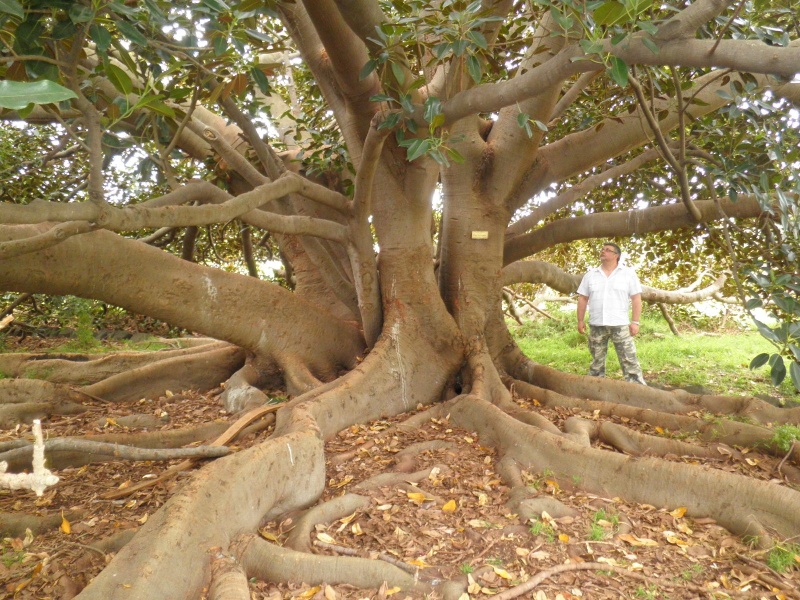 T11238 Ficus macrophylla