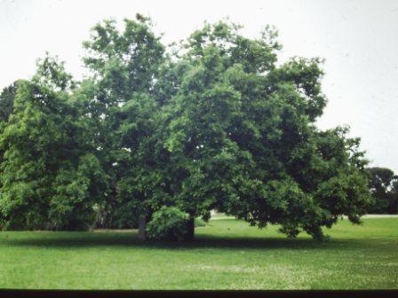 T11241 Quercus bicolor